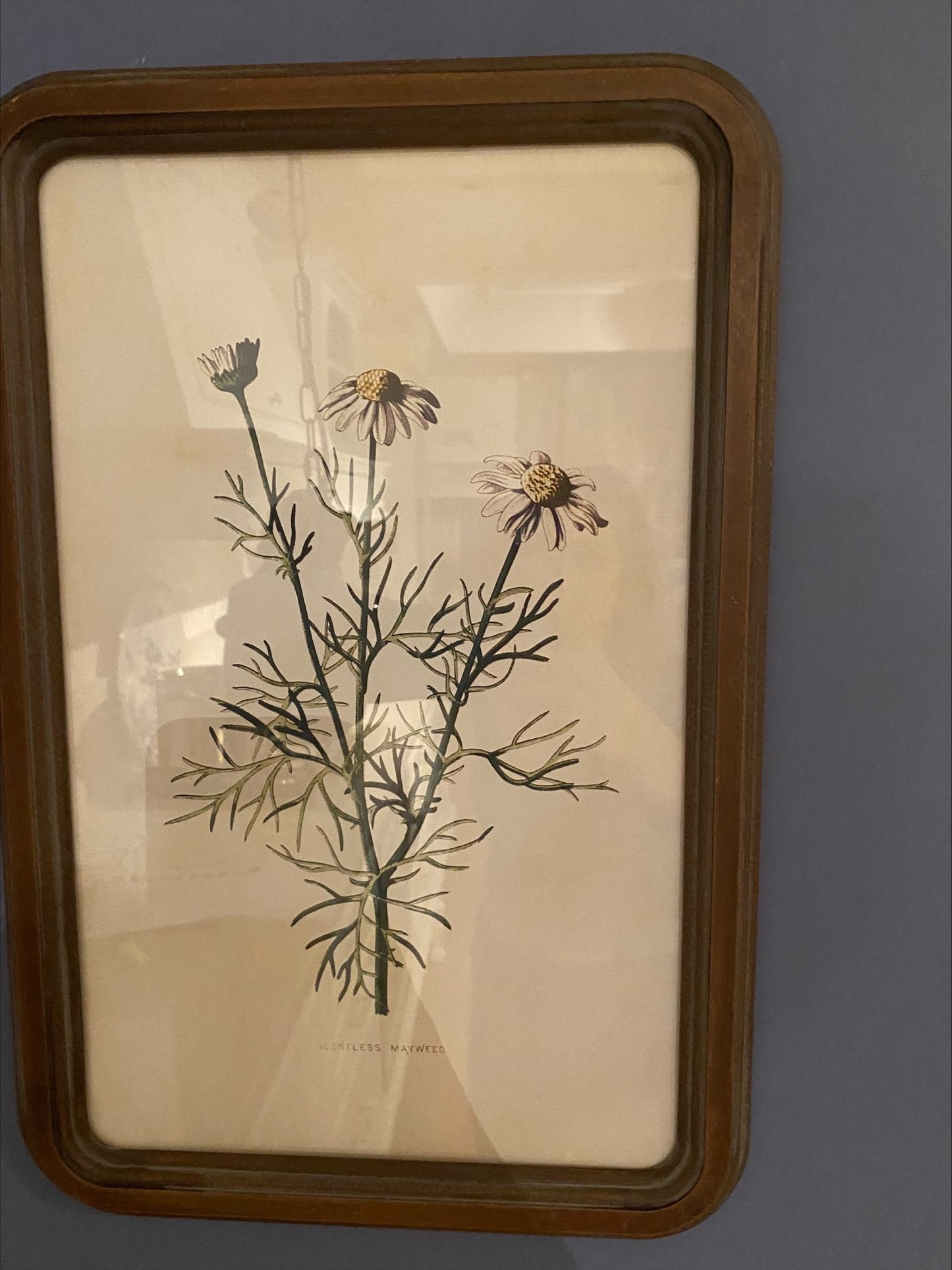 Quadro con Cornice