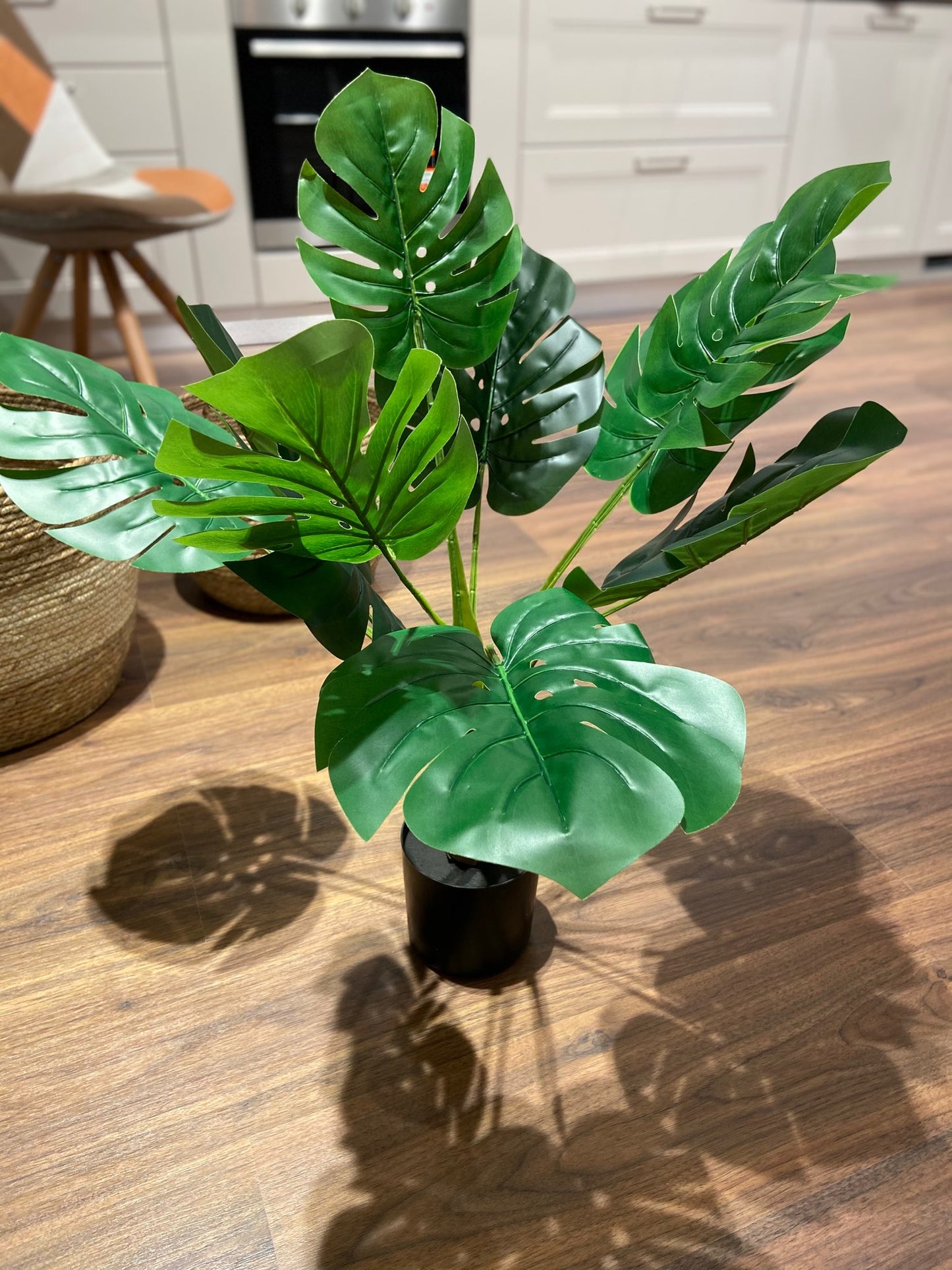 Pianta Monstera