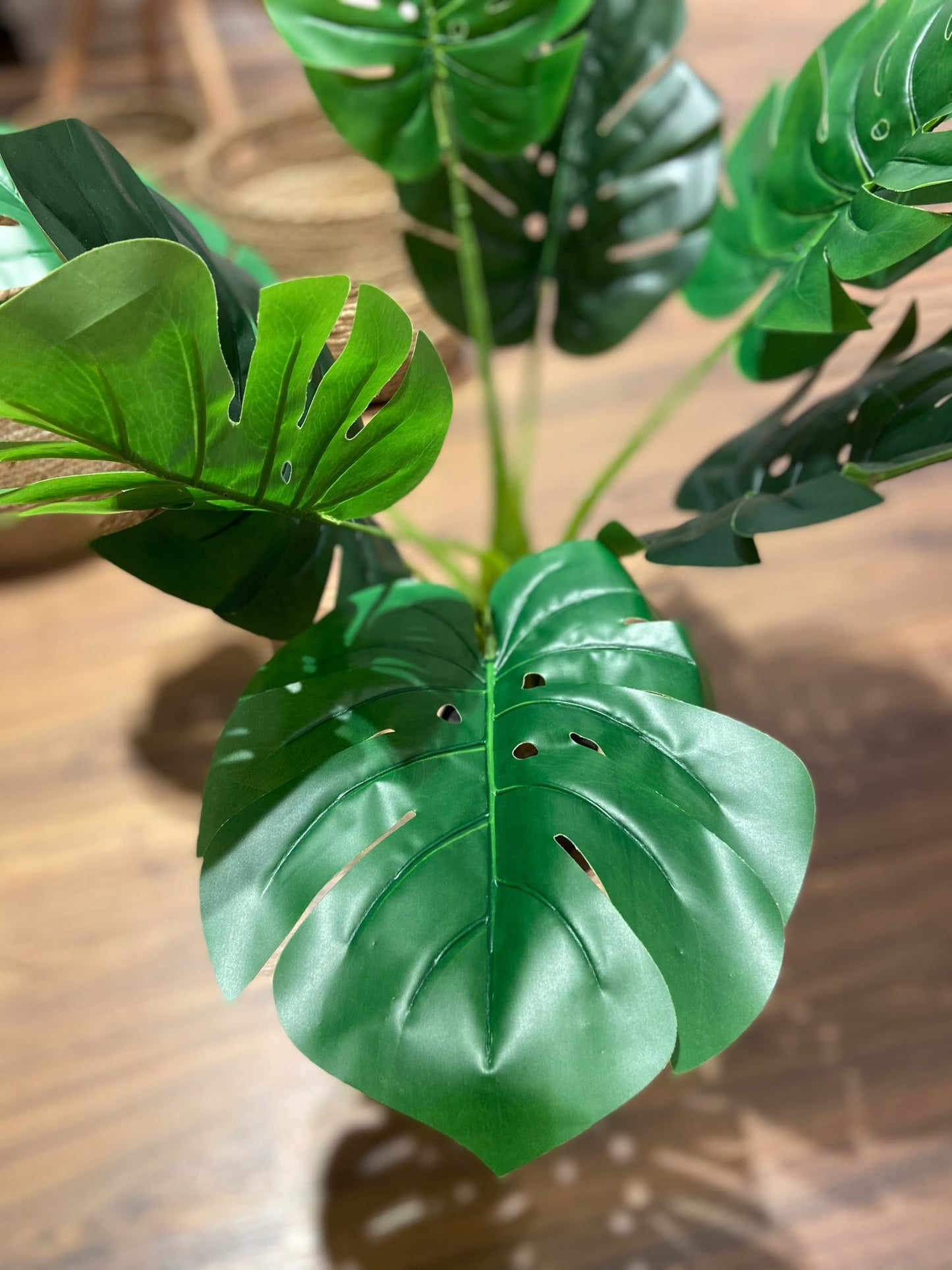 Pianta Monstera