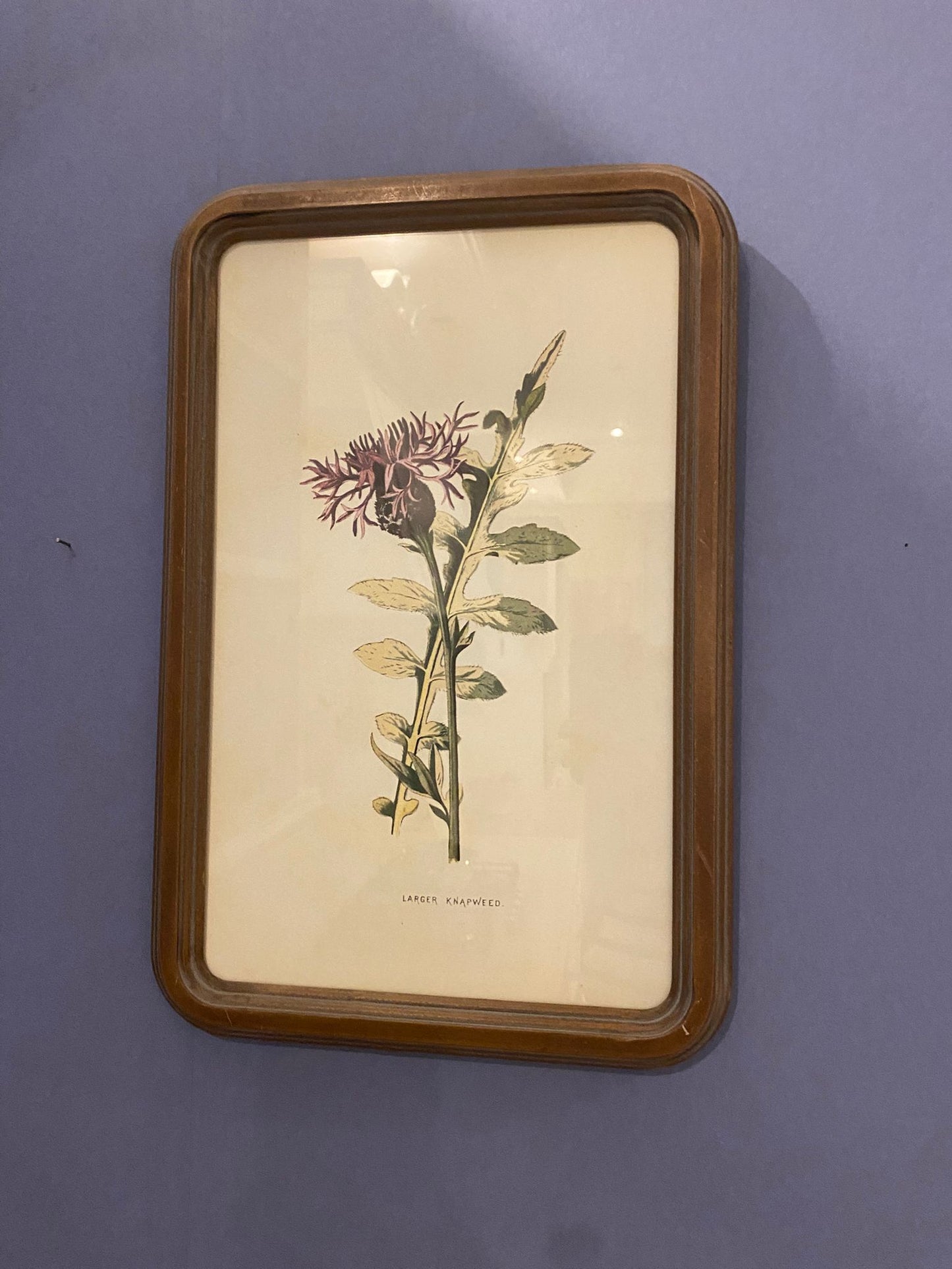 Quadro con Cornice