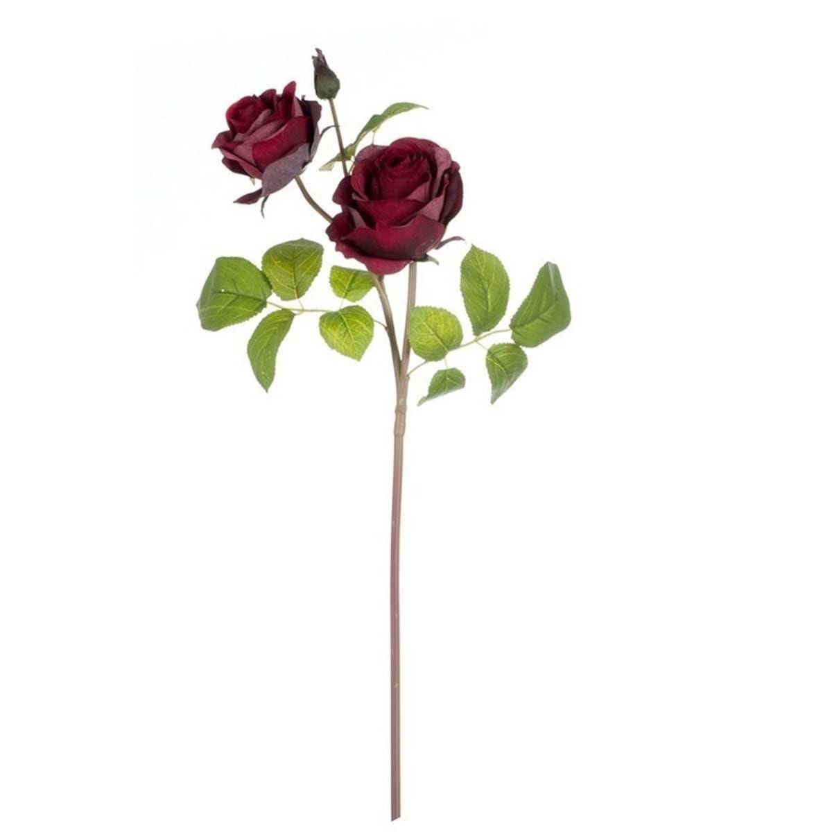 Rosa fiore